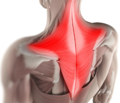 <ul><li><p>back of the head to shoulders, occipital bone to scapular and clavicles</p></li><li><p>Function: turning head, moving shoulders, extending head </p></li></ul><p></p>