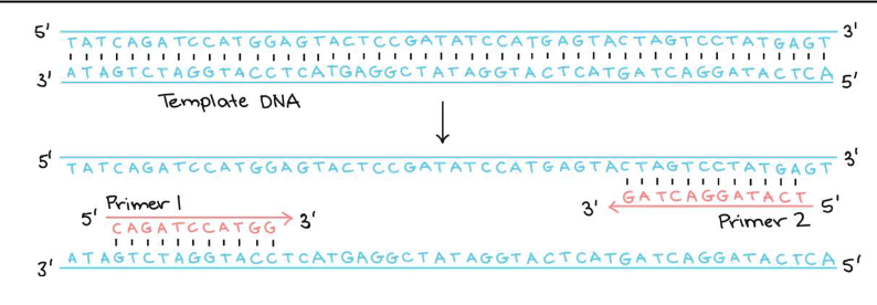<p>PCR primers design is the first step</p><p>Synthesis cannot begin unless there is already a short double- stranded region to be copied</p><p>If the matching occurs, then DNA polymerase can bind the dNTPs</p>