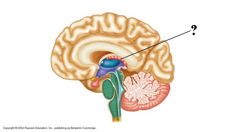 <p><span><span>Identify the indicated structure of the brain</span></span></p>