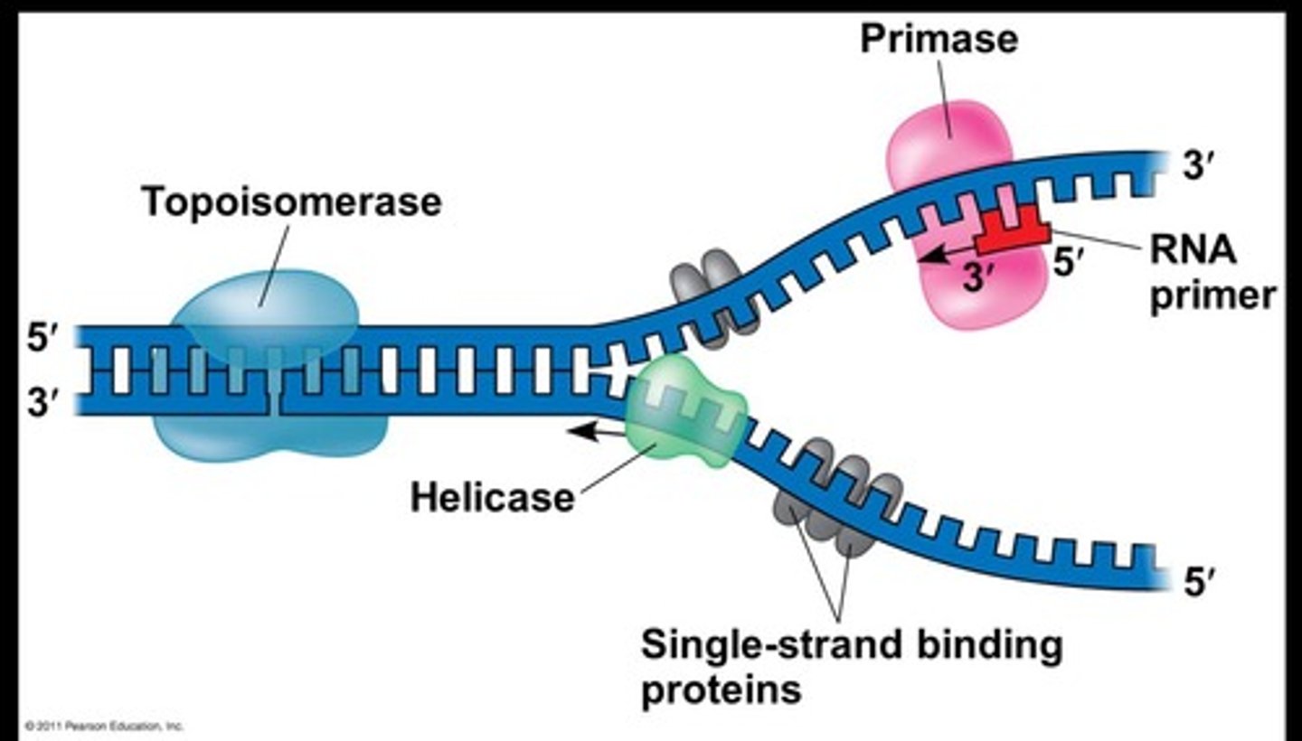 <p>the copying of DNA</p>