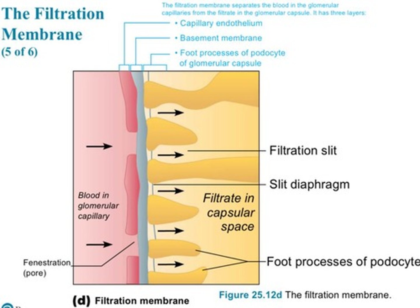<p>Fenestrated endothelium, basement membrane, and foot processes of podocytes</p>