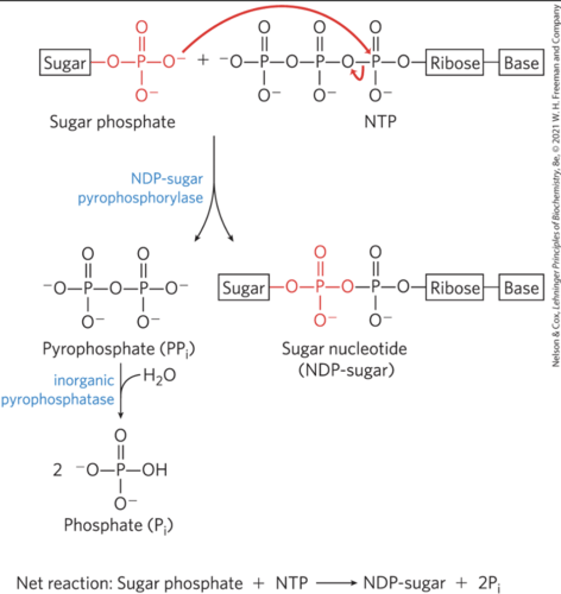 <p>(Although this Figure is general for polysaccharide synthesis, the sugar nucleotide that is specifically used in the formation of glycogen is UDP-glucose.)</p><p>net reaction: Sugar phosphate + NTP -> NDP-Sugar + 2Pi</p><p>products: NDP-sugar + Pyrophosphate</p>