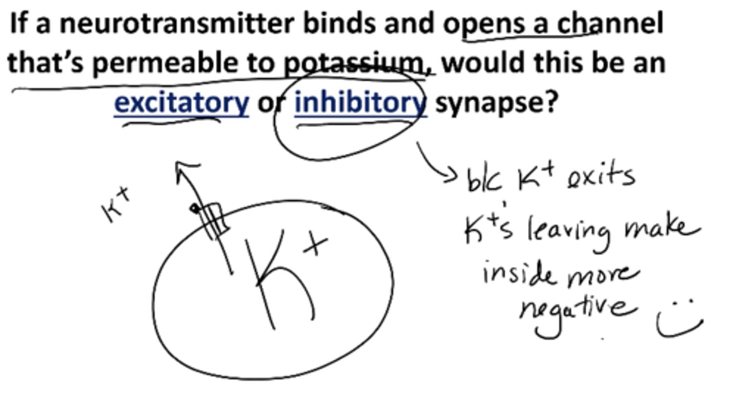 <p>If a neurotransmitter binds and opens a channel that’s permeable to potassium, would this be an excitatory or inhibitory synapse?</p><p>Inhibitory bc K+ exits (Ks leaving makes inside more negative)</p>