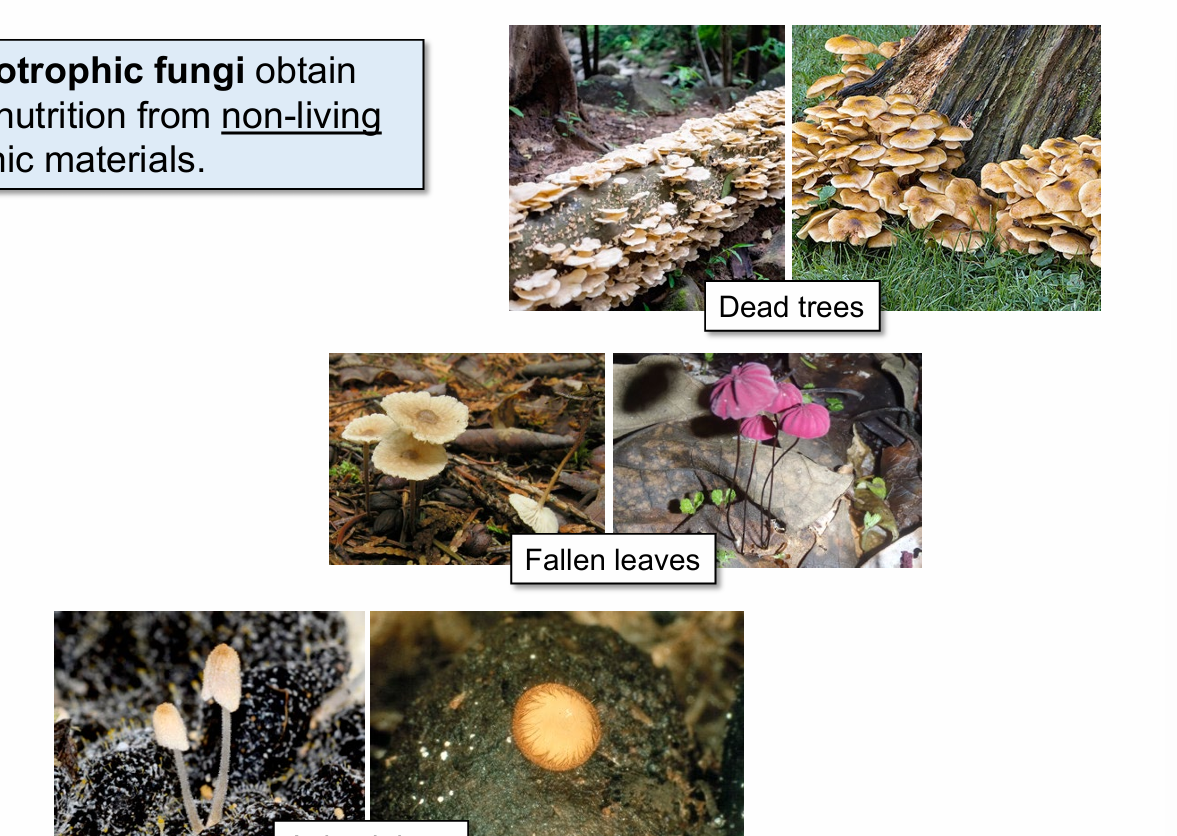 <p>decomposers. absorb their nutrients from dead sources (e.g. fallen logs or animal corpses). This allows for recycling of nutrients.</p>