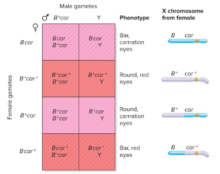 <p>Wanted to obtain direct evidence that genetic recombination is due to crossing over. He studied this by observing the results of crossing-over of X chromosomes in flies.</p>