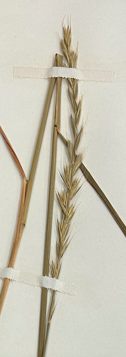 <p>Poales</p><p><span style="background-color: transparent;"><span>Poaceae</span></span></p><p><span style="background-color: transparent;"><em><span>Agropyron repens</span></em></span></p>