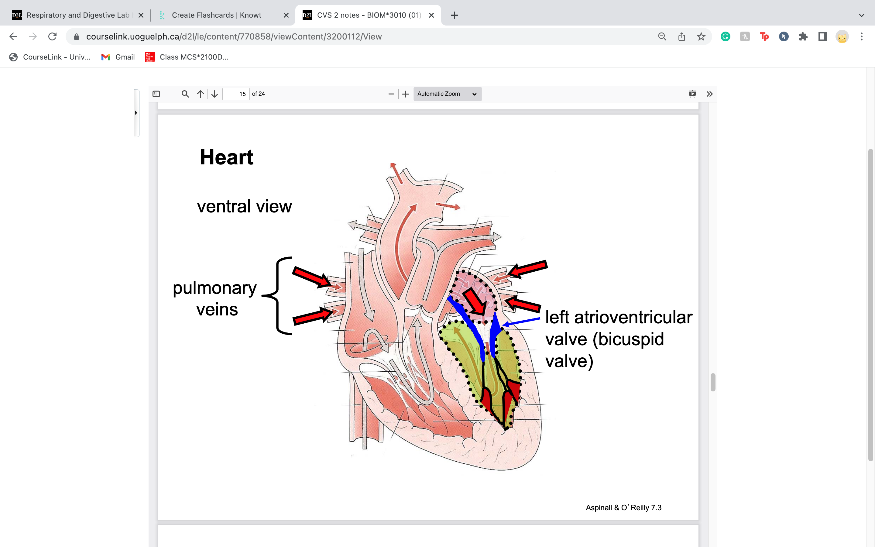 pulmonary veins