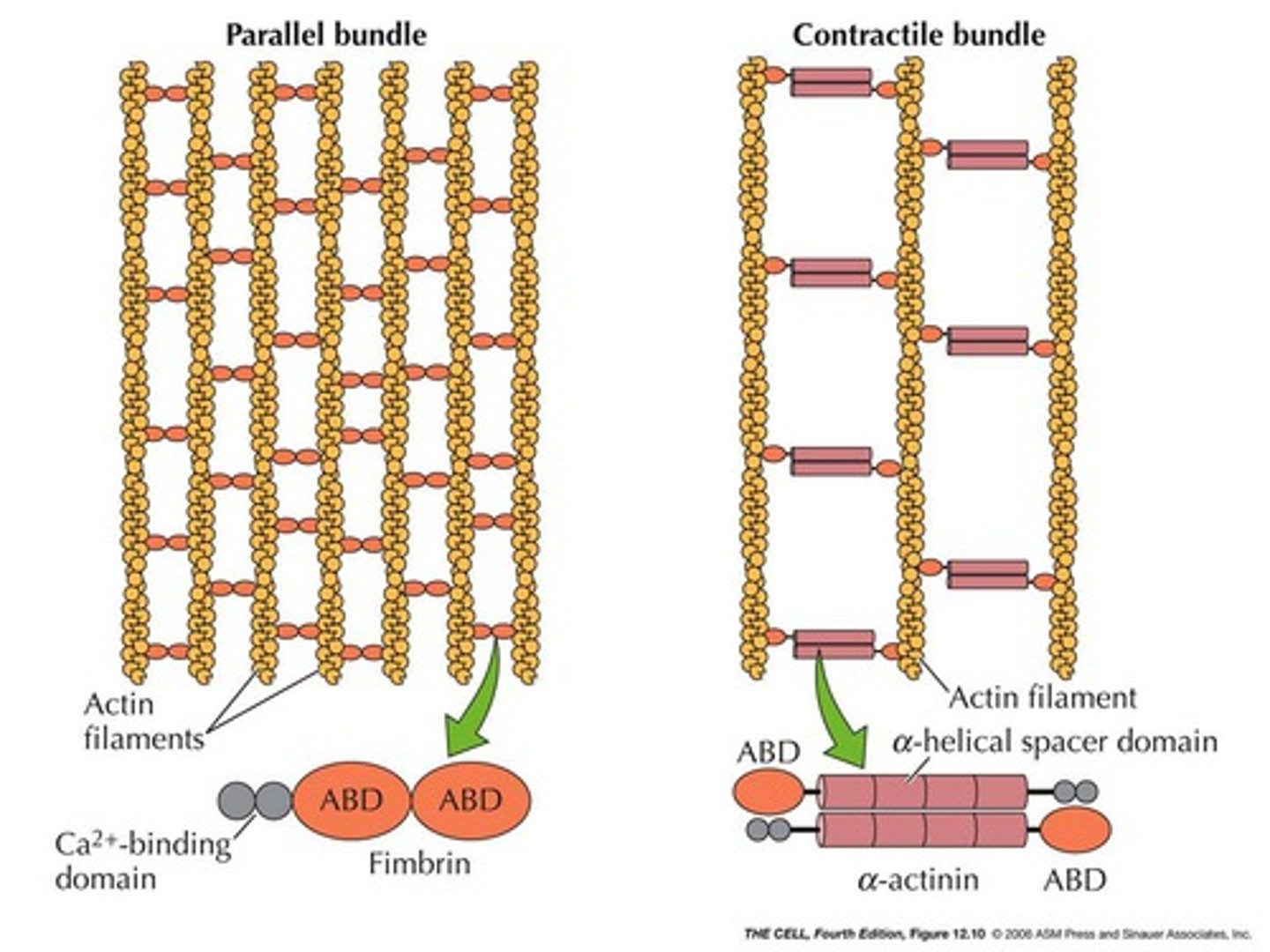 <p>parallel bundles and contractile bundles</p>