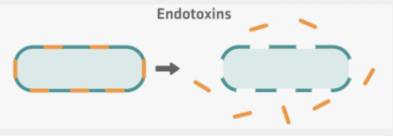 <p>Lipid portion of <strong>lipolysaccharides (LPS)</strong> that are part of the outer membrane of the cell wall of<strong> gram- negative bacteria</strong>- they are <strong>liberated when the bacteria die </strong>and the cell wall breaks apart. (ex. Salmonella typhimurium)</p>