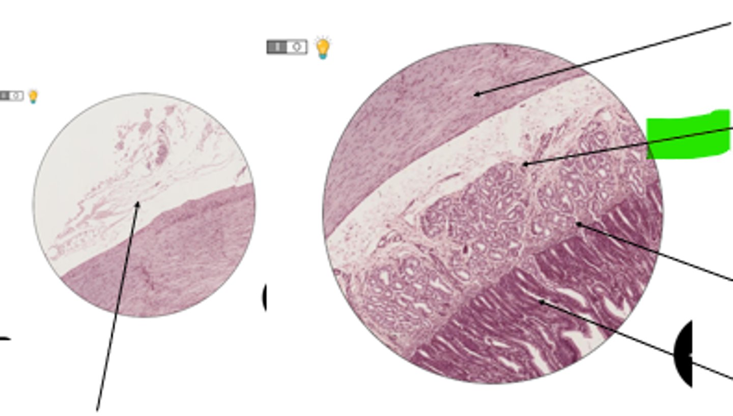 <p>name region and organ</p>