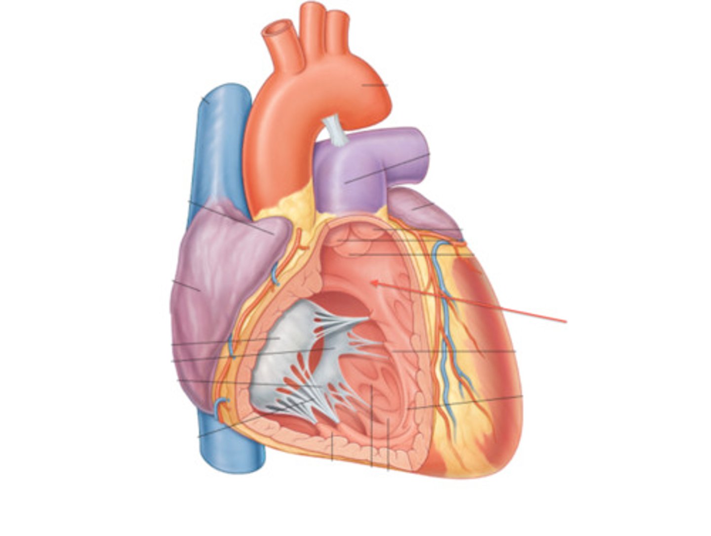 <p>Cone shaped narrowing</p>