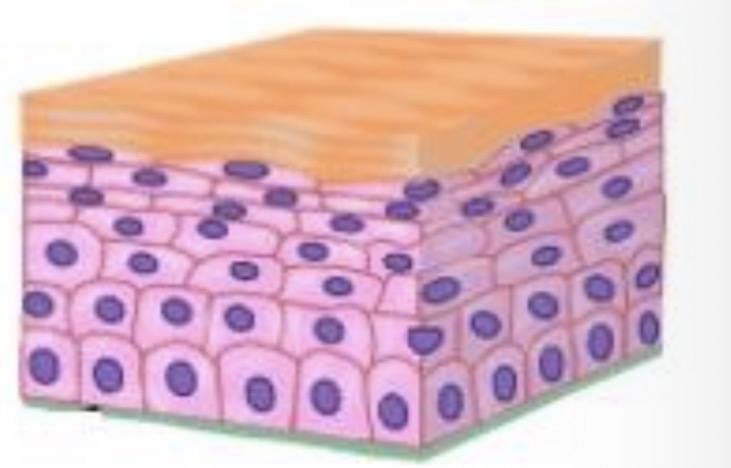 <p>Sudarytas iš pamatinės membranos ir 5</p><p>(4) sluoksnių:</p><p>1) Lot. Stratum basale (pamatinis)</p><p>2) Lot. Stratum spinosum (dygliuotasis)</p><p>3) Lot. Stratum granulosum (grūdėtasis)</p><p>4) Lot. Stratum lucidum (skaidrusis)</p><p>(nėra plonojoje odoje)</p><p>5) Lot. Stratum corneum (raginis)</p>