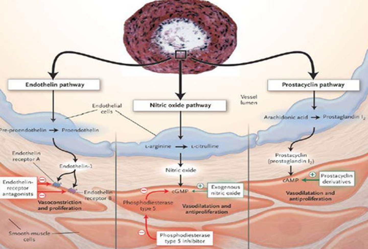 <p>inhibits blood clotting and vasoconstriction</p>