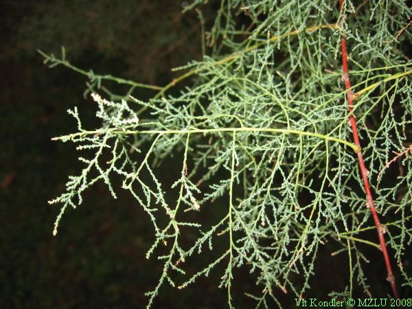 <p><span>tamaryšek</span></p>