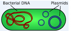 <p>Singular circular chromosome. Contains plasmids and smaller DNA.</p>