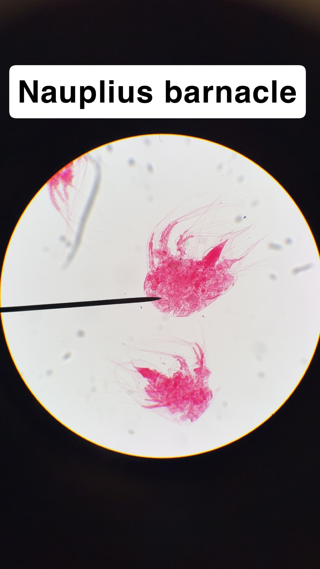 <p>Naoplius barnacle</p>