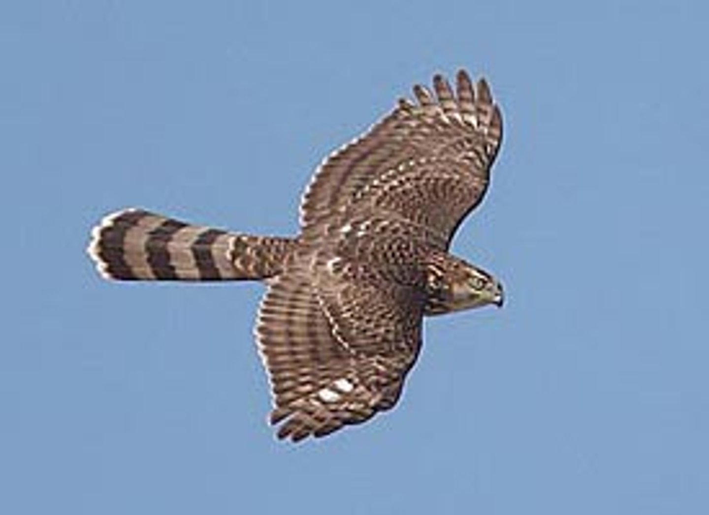 <p>Cooper's Hawk</p>