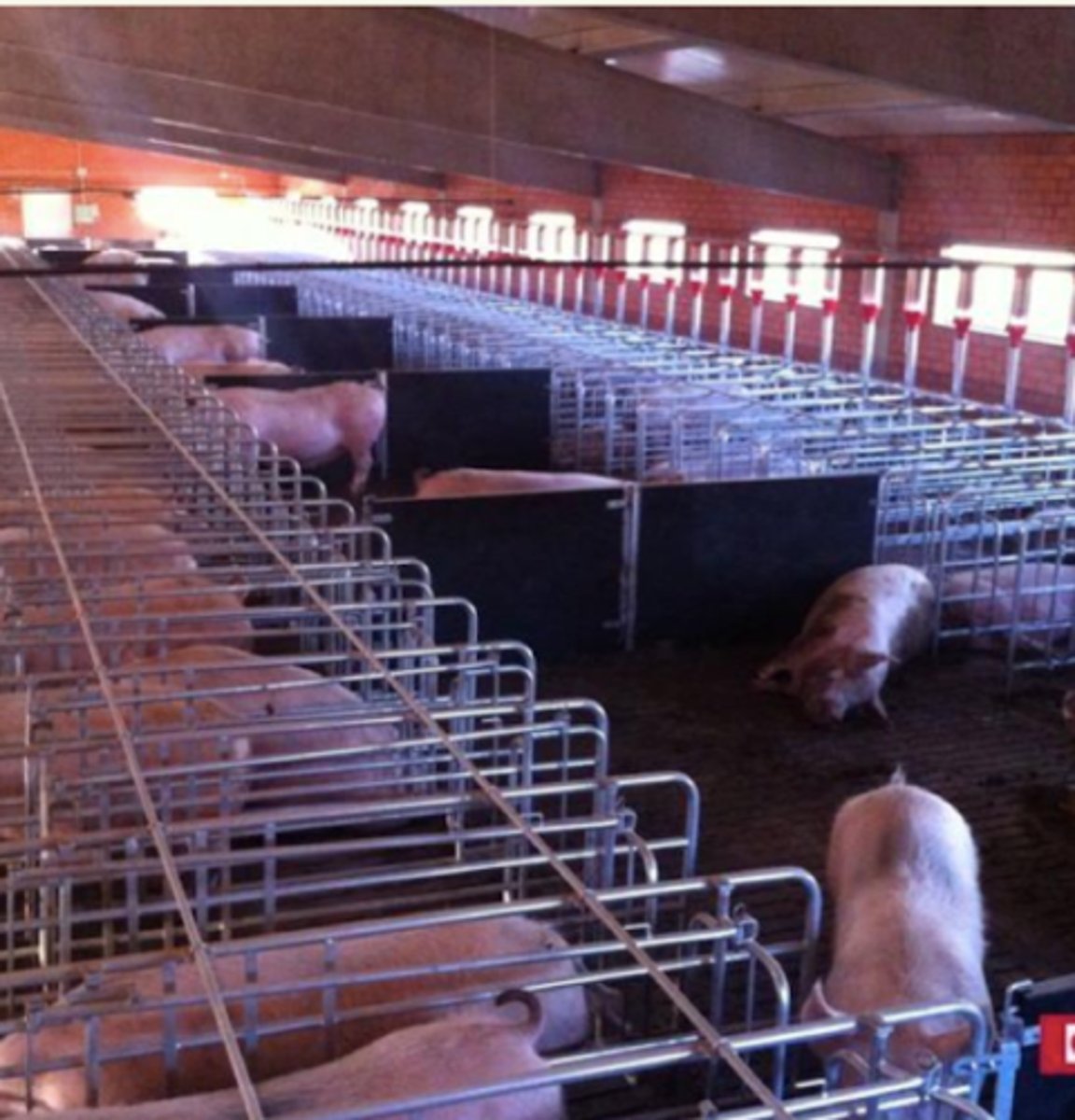 <p>hay boxes dónde hay alimento adentro, y las cerdas entran, comen, y van cuando quieren. se puede bloquear el sistema para cualquier tipo de manipulación</p>