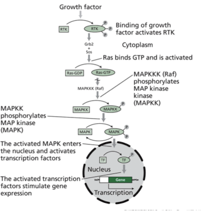 <p>growth factor</p><p>important to tumor genesis</p>