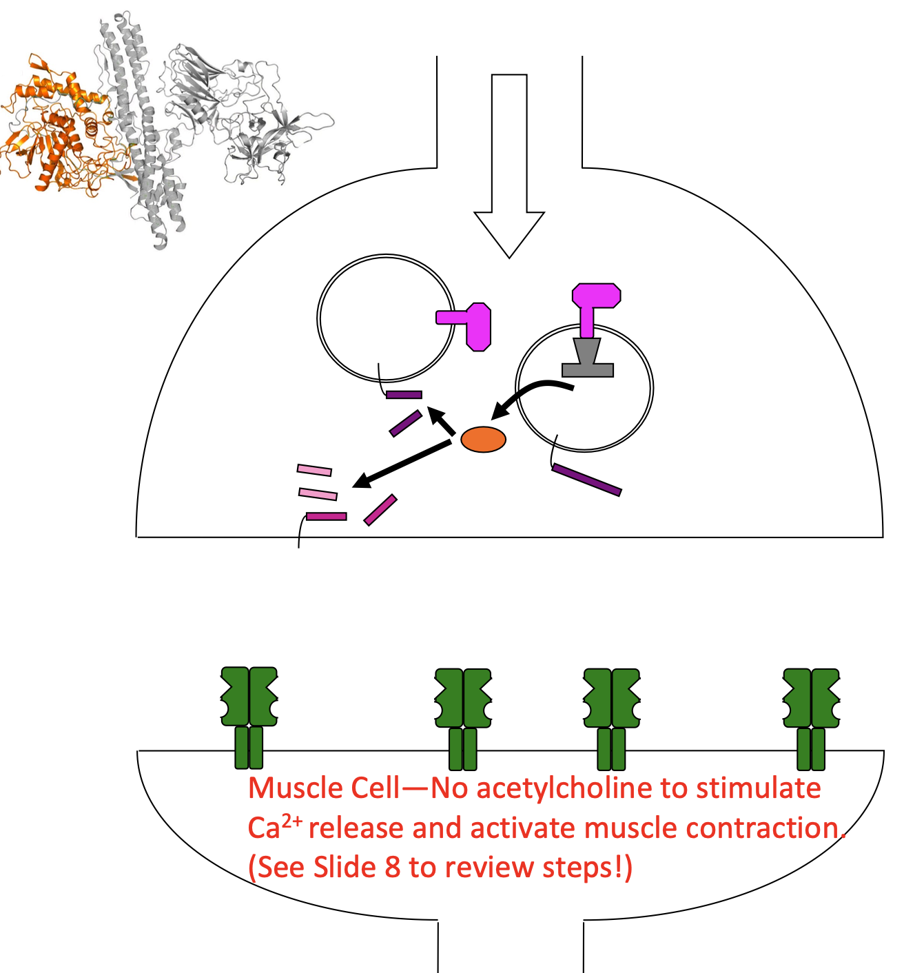 <ul><li><p>heavy chain binds to synaptotagmin</p><ul><li><p>gets imported with recycled empty vesicles</p></li></ul></li><li><p>light chain released into cytosol</p><ul><li><p>cleaves SNARE proteins</p></li><li><p>ACh release into synaptic cleft inhibited</p></li><li><p>no muscle contraction</p></li></ul></li></ul><p></p>