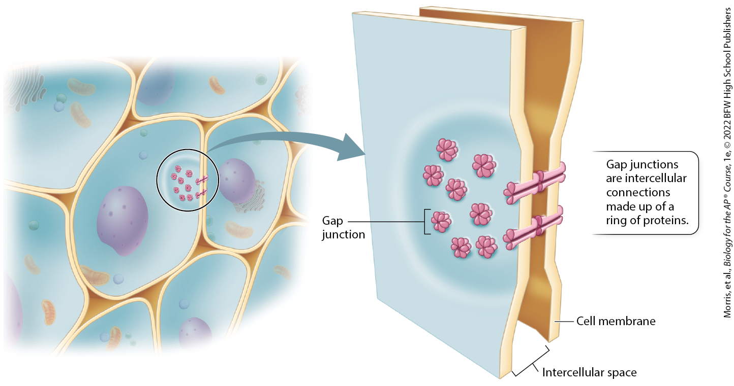 <p>protein channels embedded in the membranes of two neighboring cells; signaling molecules and ions can travel directly from one cell to the next through gap junctions, allowing neighboring cells to communicate rapidly with one another directly</p>