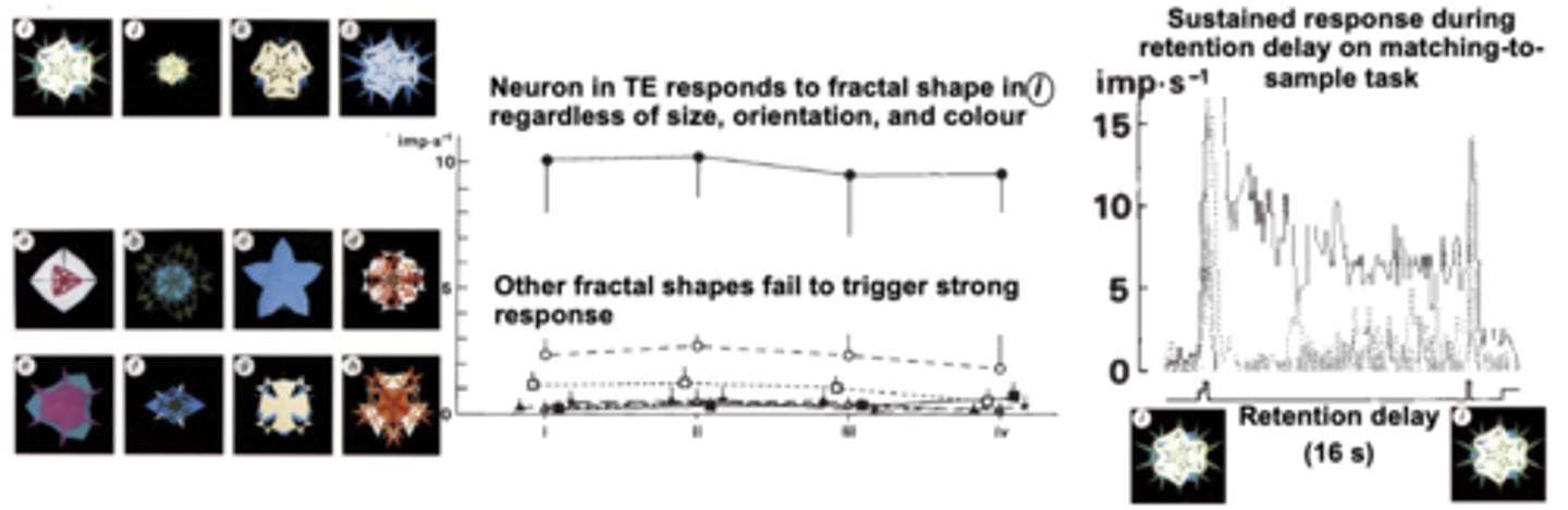 <p>- Inferior temporal cortex receives inputs from extrastriate cortex and forms final stage in visual processing hierarchy of ventral stream.</p><p>- Neurons in inferior temporal cortex can respond very selectively to specific shapes and objects.</p><p>- Response can show: invariance to changes in size, orientation and other properties (i.e. the neuron 'recognises' object regardless of viewpoint).</p>