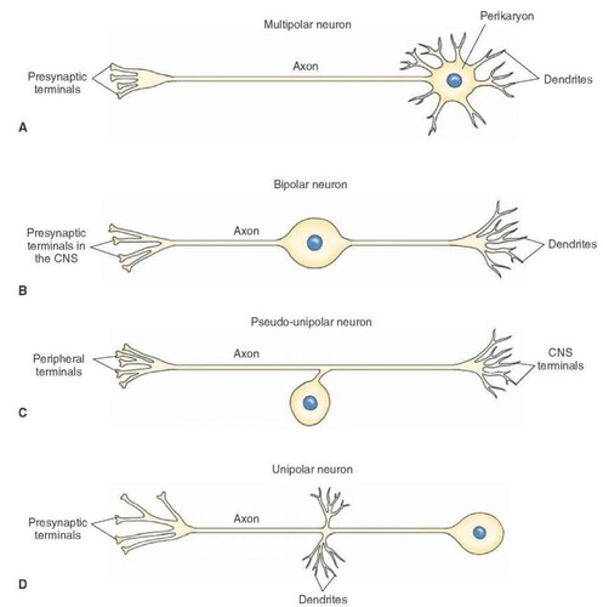 <p>Multipolar, bipolar, unipolar, and pseudounipolar neurons.</p>