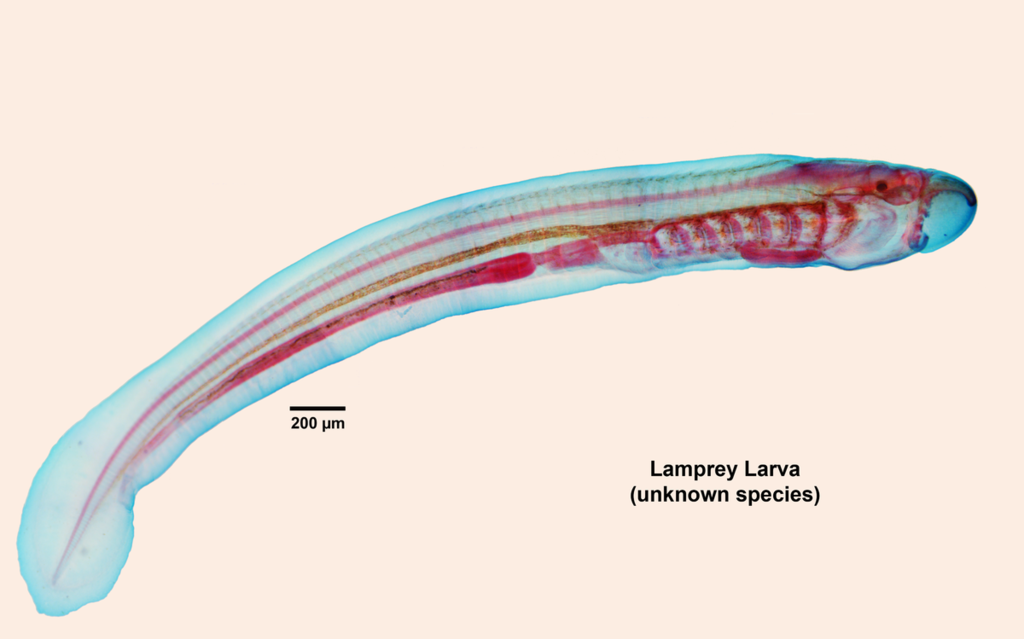 <p>larval stage of petromyzontiformes, characterized by a blind toothless stage. </p><p>→ burrows in bed of silty streams or rivers</p><p>→ head protrudes from the bottom and filter feeds through pharnyx produced muscus the </p>