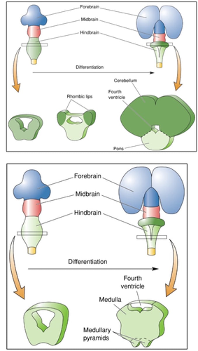 <p>__________ ______ grow to form _________ - smaller volume than central hemispheres but the same number of _________</p>