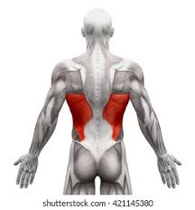 <p>lateral trunk </p>