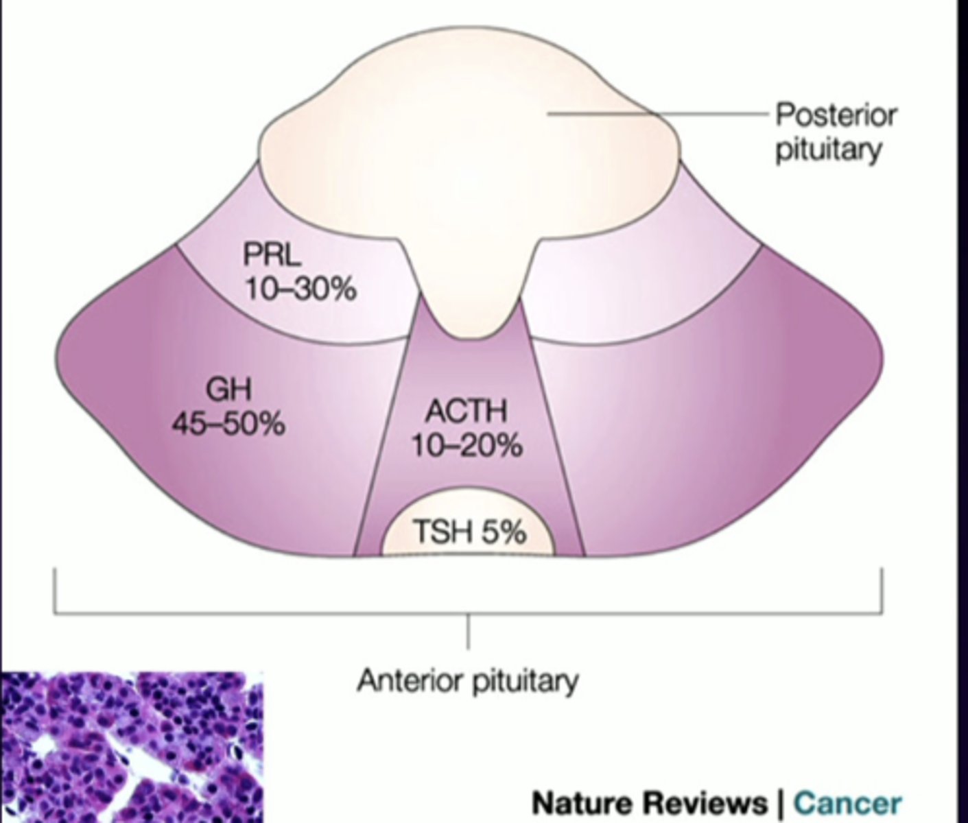 <p>anterior pituitary cell types (-trophs)</p><p>luteinizing hormone</p>