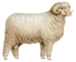 <p>Rambouillet</p>