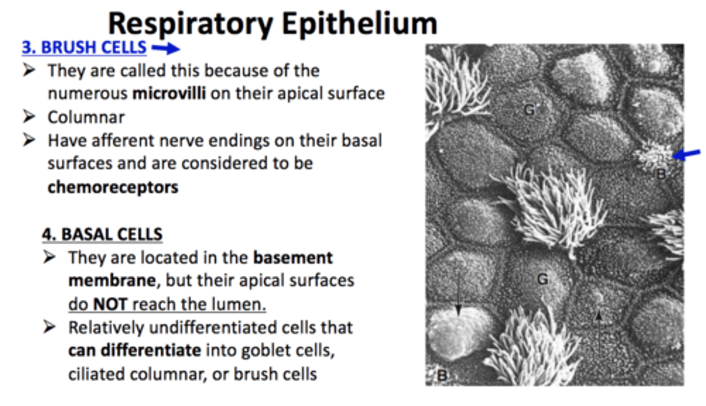 <p>Brush cells are sensory receptors within the respiratory epithelium, involved in detecting chemical and mechanical stimuli in the airway environment.</p>