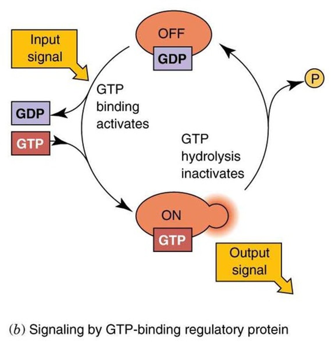 <p>Molecular switches that exist in OFF/ON states and interact with downstream signaling proteins.</p>