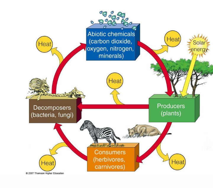 <ul><li><p>An ecosystem survives by a combination of <span><span>energy flow </span></span>and <span><span>matter recycling</span></span>.</p></li></ul><p></p>