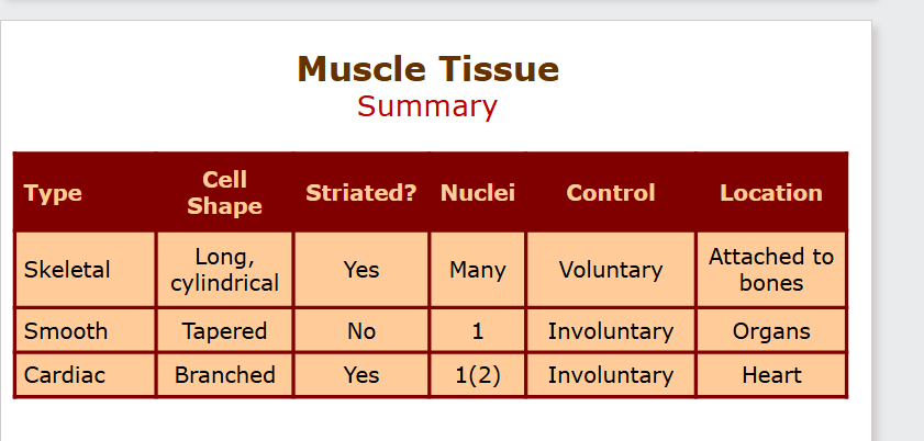<ul><li><p class="ds-markdown-paragraph"><strong><span>Skeletal:</span></strong></p><ul><li><p class="ds-markdown-paragraph"><strong><span>Location:</span></strong><span> Attached to bones.</span></p></li><li><p class="ds-markdown-paragraph"><strong><span>Structure:</span></strong><span> Long, striated, multinucleated fibers.</span></p></li><li><p class="ds-markdown-paragraph"><strong><span>Control:</span></strong> <strong><span>Voluntary</span></strong><span>.</span></p></li><li><p class="ds-markdown-paragraph"><strong><span>Function:</span></strong><span> Body movement.</span></p></li></ul></li><li><p class="ds-markdown-paragraph"><strong><span>Cardiac:</span></strong></p><ul><li><p class="ds-markdown-paragraph"><strong><span>Location:</span></strong><span> Heart only.</span></p></li><li><p class="ds-markdown-paragraph"><strong><span>Structure:</span></strong><span> Branched, striated, usually one nucleus, has </span><strong><span>intercalated discs</span></strong><span>.</span></p></li><li><p class="ds-markdown-paragraph"><strong><span>Control:</span></strong> <strong><span>Involuntary</span></strong><span>.</span></p></li><li><p class="ds-markdown-paragraph"><strong><span>Function:</span></strong><span> Pump blood.</span></p></li></ul></li><li><p class="ds-markdown-paragraph"><strong><span>Smooth:</span></strong></p><ul><li><p class="ds-markdown-paragraph"><strong><span>Location:</span></strong><span> Walls of hollow organs (e.g., stomach, intestines, blood vessels).</span></p></li><li><p class="ds-markdown-paragraph"><strong><span>Structure:</span></strong><span> Spindle-shaped, </span><strong><span>no striations</span></strong><span>, one nucleus.</span></p></li><li><p class="ds-markdown-paragraph"><strong><span>Control:</span></strong> <strong><span>Involuntary</span></strong><span>.</span></p></li><li><p class="ds-markdown-paragraph"><strong><span>Function:</span></strong><span> Move substances through organs (e.g., peristalsis).</span></p></li></ul></li></ul><p></p>