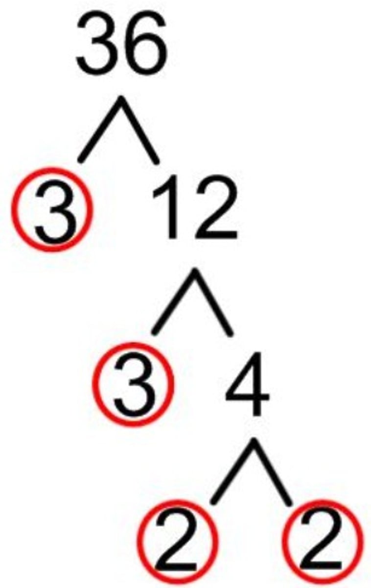 <p>A diagram that helps you break down a bigger number into its smaller prime-number parts.</p>