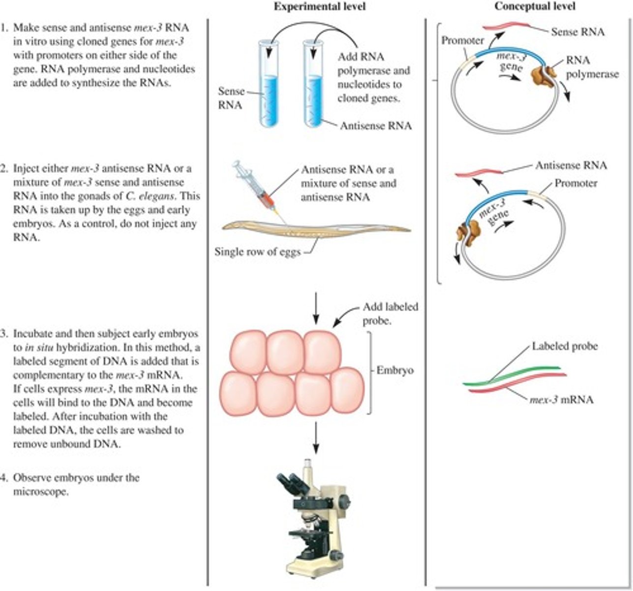<p>Technique to detect specific RNA in cells.</p>