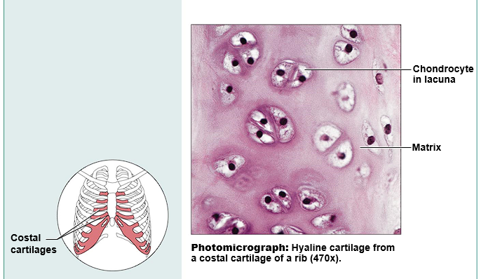 <ul><li><p>Function: Supports and reinforces</p></li><li><p>Location: The ribs and the nose</p></li></ul>