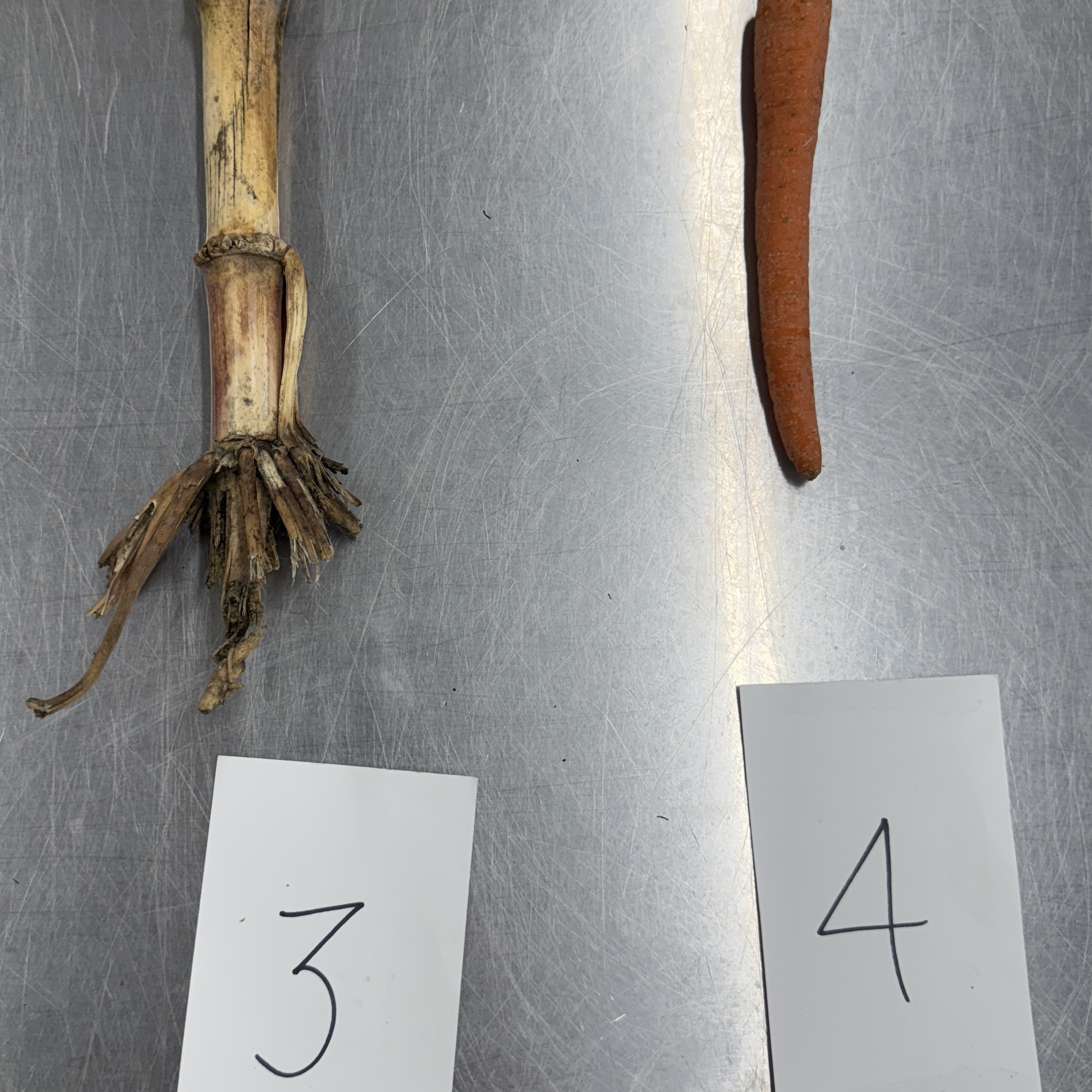 <p>Identify the root structures</p>