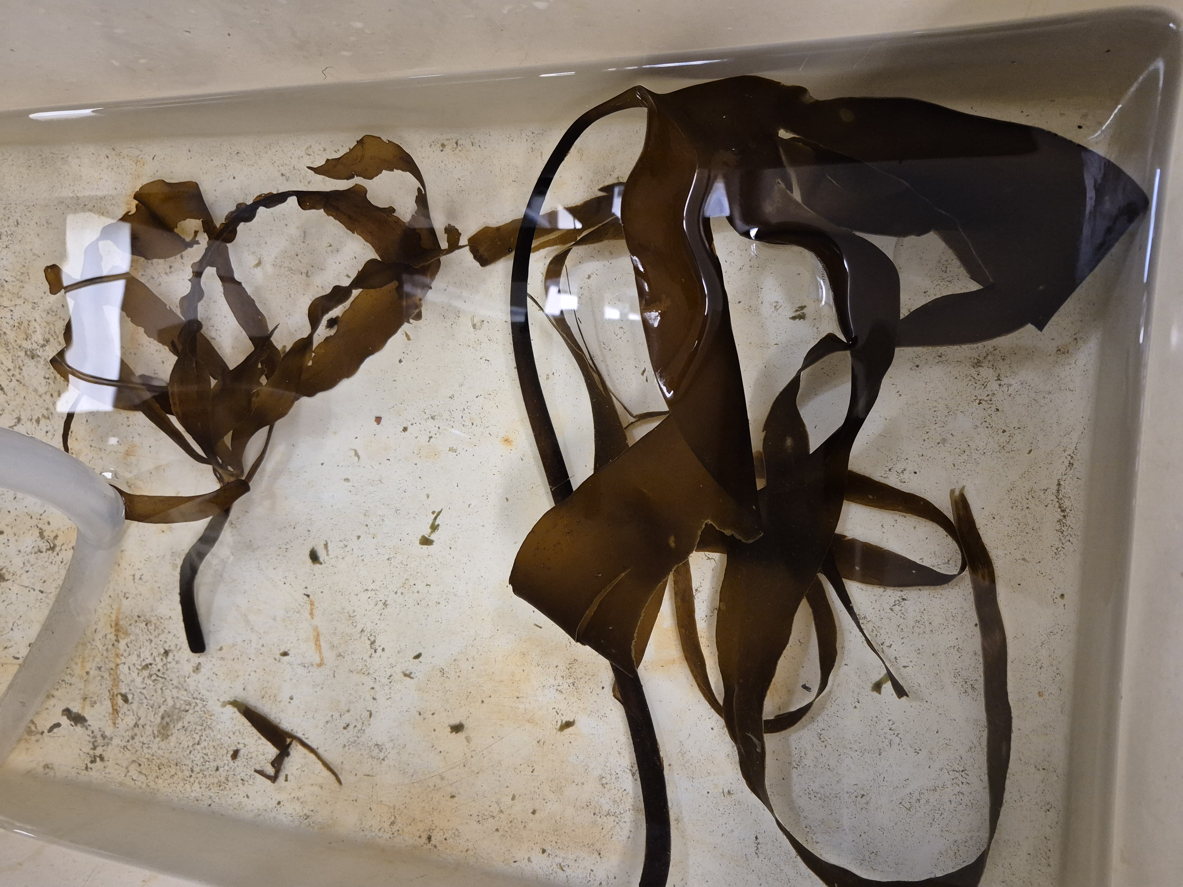 <p>Laminaria sinclairii</p>