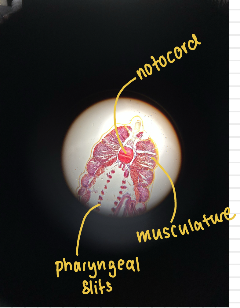 <p>brancheostoma</p>