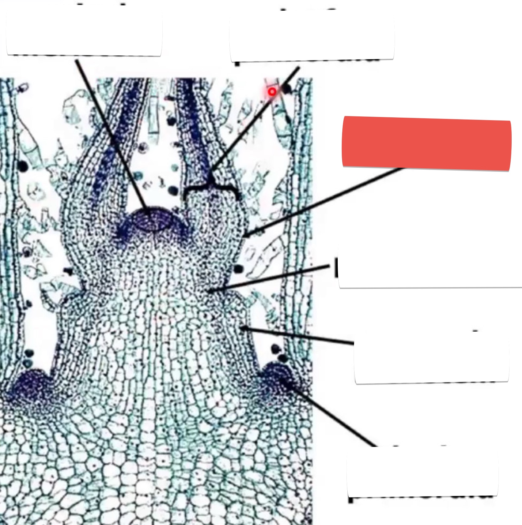<p>identify the part in red</p>