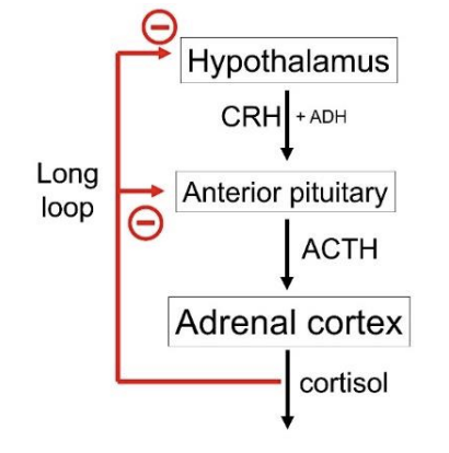 <ol><li><p>Demonstrated by adrenal gland ablation on one side: </p><ul><li><p>Slow enlargement of contralateral adrenal cortex</p></li></ul></li></ol><ol start="2"><li><p>repeated injections of<strong> exogenous</strong>&nbsp;cortisol</p><ul><li><p>→ cause<strong> atrophy</strong>&nbsp;of adrenal cortex</p></li></ul></li></ol><p></p>