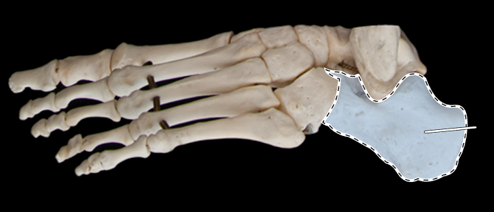 <p>Name this bone.</p><p>(Lateral view).</p>