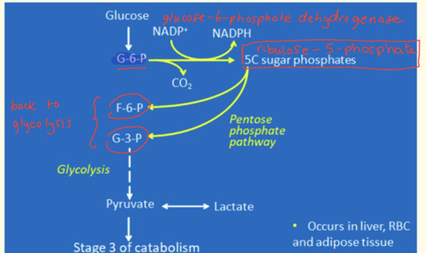 <p>Oxidative phase </p><p>Glucose-6-phosphate oxidised to ribulose-5-phosphate.</p><p>This is catalysed by glucose-6-dehydrogenase enzyme </p><p>Non-oxidative phase</p><p>Rearrangement of glycolic intermediates </p><p>Ribulose-5-phosphate converted to either F-6-P (Fructose-6-phosphate) or G-3-P (Glyceraldehyde-3-phosphate)</p>