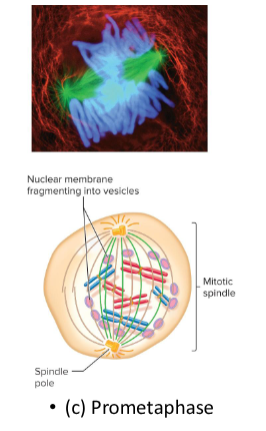 <p>The second phase of mitosis in which the centrosomes move to opposite ends of the cell, forming the spindle poles. The spindle fibers interact with the sister chromatids and the spindle apparatus forms. Kinetochore microtubules grow from the two poles.</p>