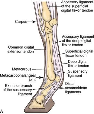 <p></p><p style="text-align: center"><strong>Lateral &amp; common digital extensor tendon</strong> → cannon bone → splint bones&nbsp;</p><p style="text-align: center">→ suspensory ligament</p><p style="text-align: center">→ Accessory/inferior check ligament → DDFT → SDFT</p><p> </p><p>check ligament = accessory/branch of ddft</p><ul><li><p>plantar + proximal to suspensory ligament</p></li><li><p>fuses with ddft before origin of the suspensory ligament<br></p></li></ul><p>Above the MCP </p><p>deep → superficial </p><ul><li><p>check/accessory → ddft → sdft</p><p></p></li></ul><p> Below MCP but proximal metacarpal (add suspensory)</p><ul><li><p>suspensory → check/accessory → ddft → sdft</p></li></ul><p></p>