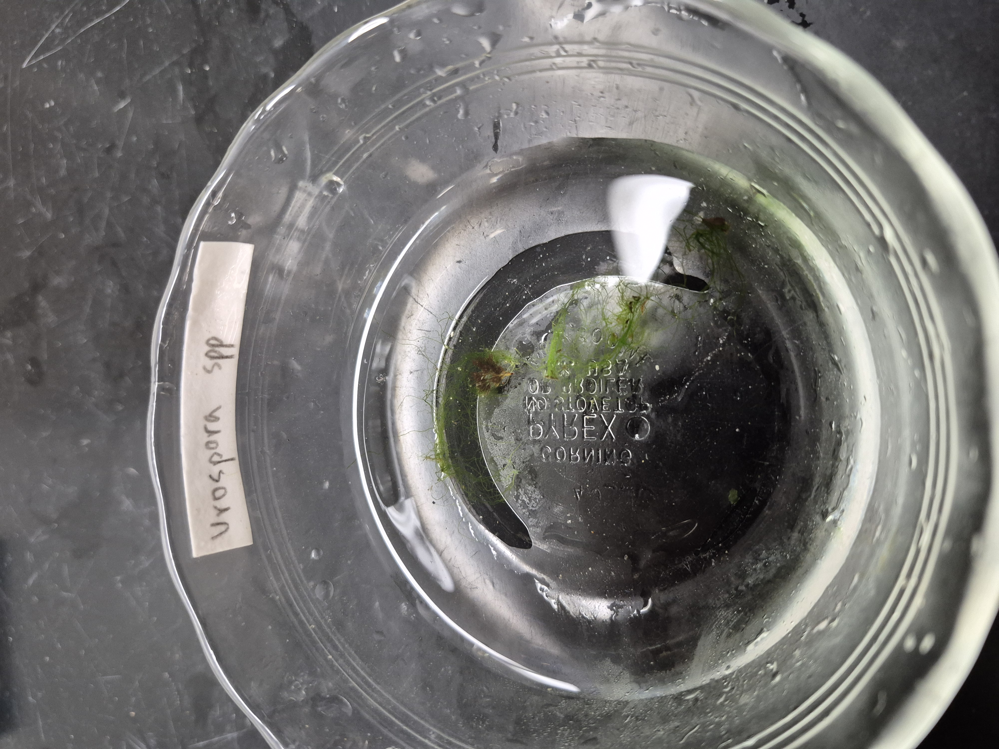 <p>Urospora</p>
