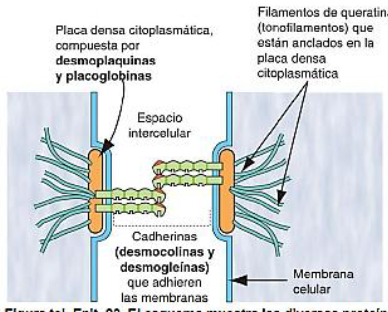 <p>Unen células entre sí</p><ul><li><p>Cuerpo denso que se une al citoplasma de su célula por filamentos de queratina</p></li></ul><p>Pegamento fuerte</p><p></p>
